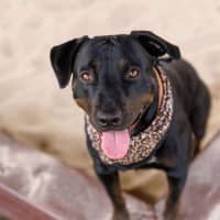 Photo of Macy   2 Year Old Rottweiler X