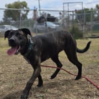 Photo of Bonnie (64828)