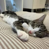 Photo of Gizmo