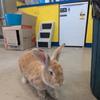 Photo of Caramel