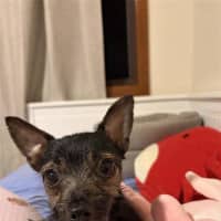 Photo of Taquito