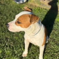 Photo of Goose (8850)