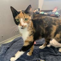 Photo of Sweetpea