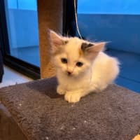 Photo of Clover