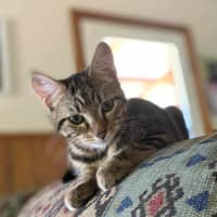 Photo of Spud And Chip