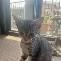 Photo of Olive