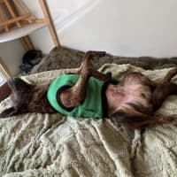 Photo of Horace Silvanus