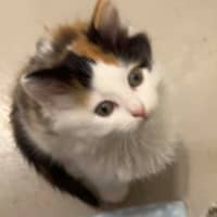 Photo of Rosie Mae