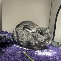 Photo of Penelope