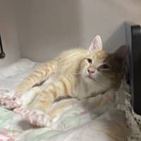 Photo of Crumpet