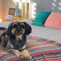 Photo of Roy Valenti