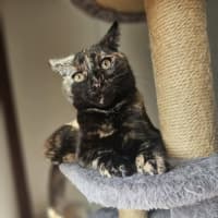 Photo of Gracie   In Foster Care In Bentleigh East