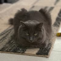 Photo of Mr Mittens