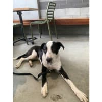 Photo of Ace *$250 Adoption Fee*