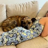Photo of Peaches   7 Month Old Bull Arab X (On Trial)