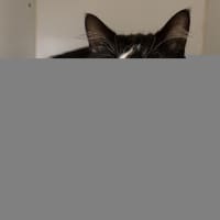 Photo of Jigglypuff