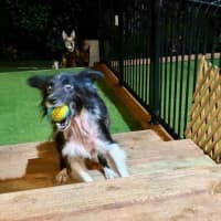 Photo of Harvey   7 Year Old Border Collie X Sheltie