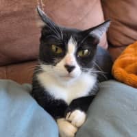 Photo of Mittens