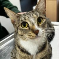 Photo of Willow (Ex Nami)