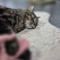 Photo of Tom