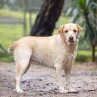 Photo of Willow