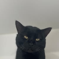 Photo of Santana (9993)