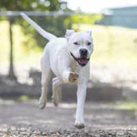 Photo of Bessie