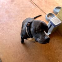 Photo of Oodie (Muggsy)