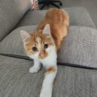 Photo of Dash