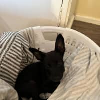 Photo of Skinny Marie (Evie)