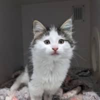Photo of Pumpkin