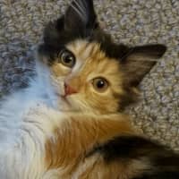 Photo of Barbara Meet Me@Petstock Mornington Nepean Hwy