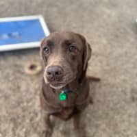 Photo of Dora