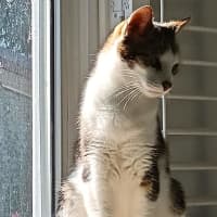 Photo of Tippy
