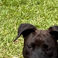 Photo of Junior   4 Month Old Staffy X