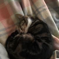 Photo of Winter *9 Lives Project Rescue*