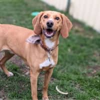 Photo of Luna