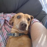 Photo of Buddy