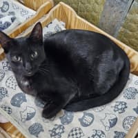 Photo of Bailey