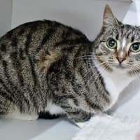 Photo of Meringue