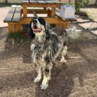 Photo of Pippa