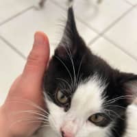 Photo of James *9 Lives Project Rescue*