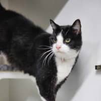 Photo of ☘ Dougal 6089 ☘