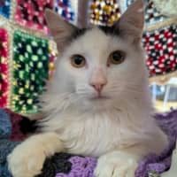 Photo of Nimbus (Snuggles) 