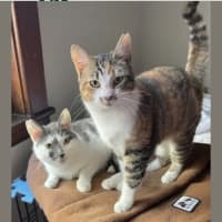 Photo of Freckles And Patches 