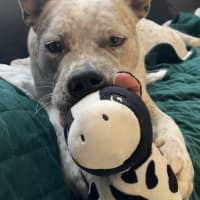 Photo of Bruce