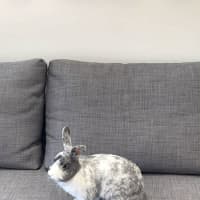 Photo of Cotton