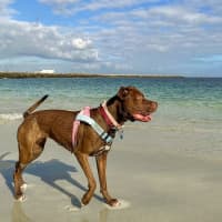Photo of Coco