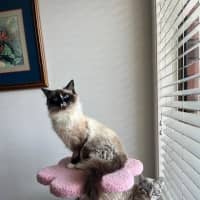 Photo of Phoebe
