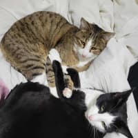 Photo of Loki & Pudding   Located In Coburg